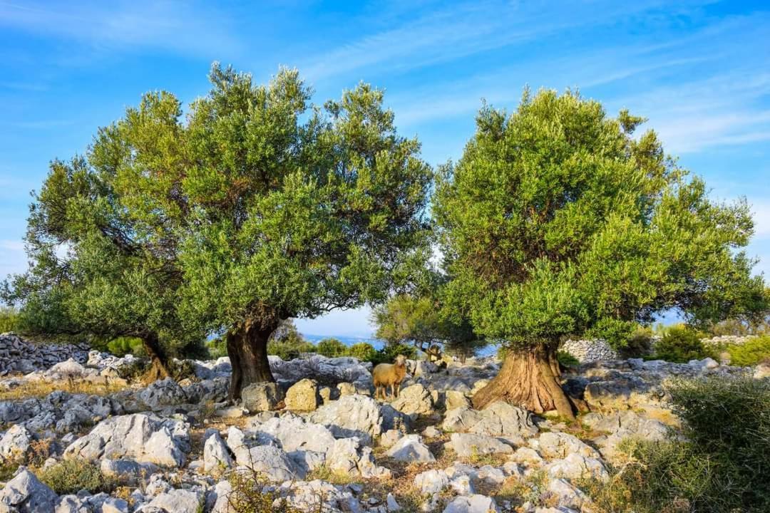 Апартаменты Stanko Sea View Метайна Экстерьер фото